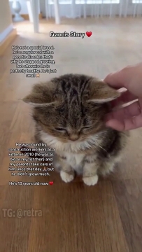 Фрэнсис - маленький и взрослый котик с дварфизмом - видео ролик ...
