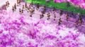 Seitokai Yakuindomo S2 [AniMedia.tv]