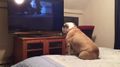 Bulldog watches horror movie, does something incredible during scary scene