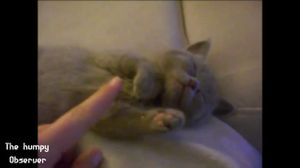 Really cute animals. ����� ����� ��������