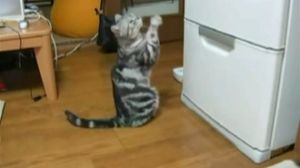 ��� �������