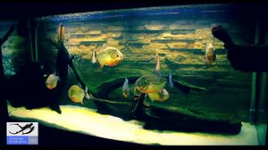 ������� ���� ������ - ������