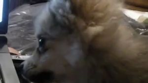 ����� �������� :) - ������