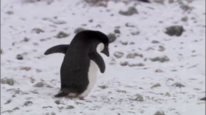 ������ ������� - ������