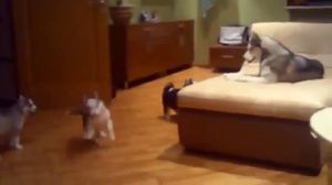 ����� � ������ - ������