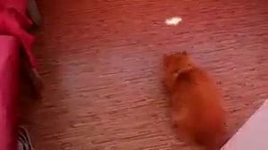 ���� �����