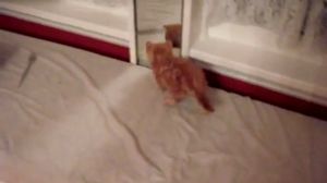 ������ ������ ���