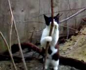 ��� ����������