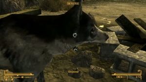 Fallout New Vegas dog bug - Vidno