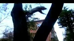 ������-��������� �� �������