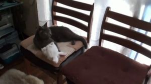 ��� ����� ��� 