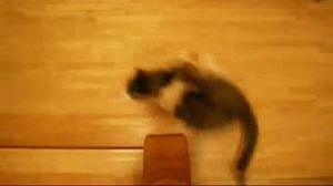 ������� �����, ����