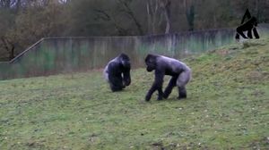 Gorilla Walks Like A Man - Part 2 - Vidno