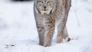 Word-science.ru ���������� �������. ����. National Geographic - �������������� ������