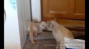 ������ ������