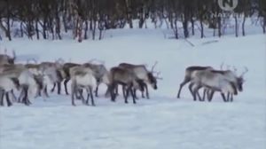 ���������� ������� ����. National Geographic. - ������������ 