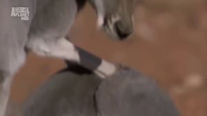 ������� ��������. ���������. ����������� �������� ����� �������! Animal Planet - �������������� ������