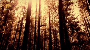 ���� ��������. �������� ������. National Geographic. - �������������� ������