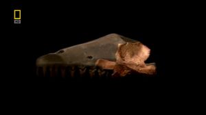 ���� ��������. ���������� ����. National Geographic. - �������������� ������