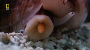 ����� ������� ��������. ���������. National Geographic. - ������������ 