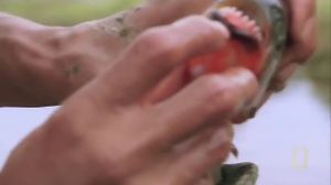 ����� ������� ��������. ��������. National Geographic. - ������������ 