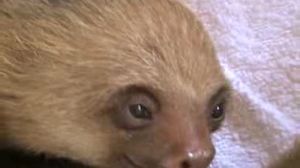 �������������� ���� ��������