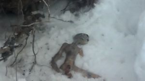 ��� �������� � ��������