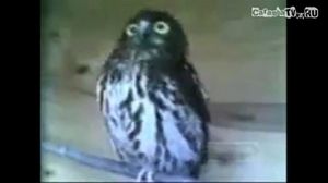 +100500 - ���� ����