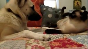 Cat Boxing. ���-������. LOL