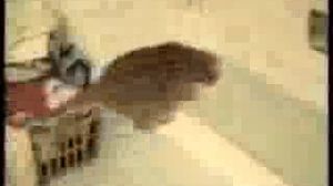 ��� �����