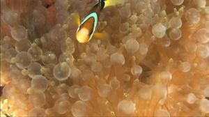 Robert Miles - Children (toxiK Remix)