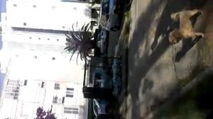 ������ ���� ���