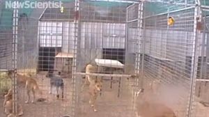 ����� ������ �����