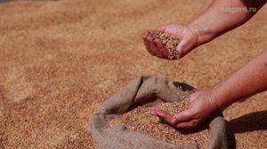 NatGard. ������������ � ��� ��������� � ����������������� �������. ������� � ������������.