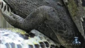 ����� ���� ����������! (Python eats Alligator 02), Time Lapse Speed x6 - ������