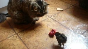 ����� ����������.480 - ������