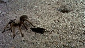 ��� ������ �����