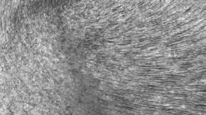 Baby Kaely-BULLY BULLY BULLY